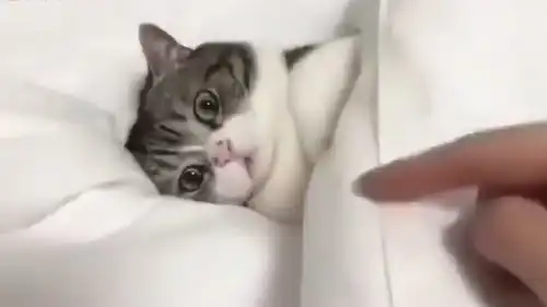 当你叫一直猫起床,看它这个小表情,真的一脸抗拒
