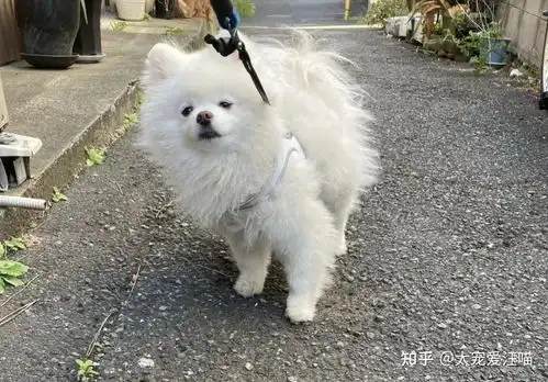 被1岁多小主人强拉出门散步的博美,表情逗乐众多网友
