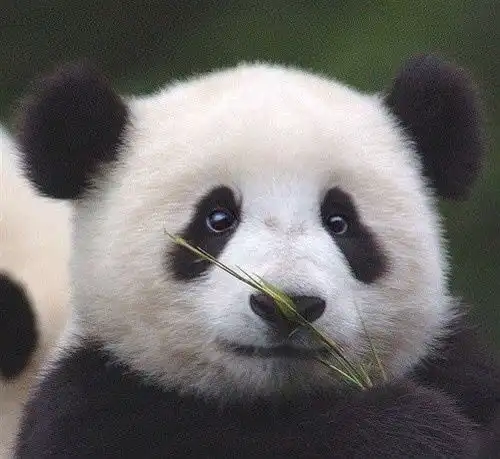 有看过狼图腾的吗
