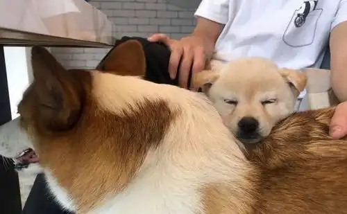 小柴犬睡觉醒来出不了笼子,表情无辜的盯着主人求救
