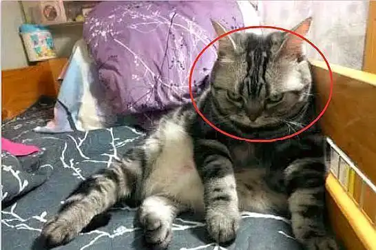 猫咪霸占了主人的床,正要撵下去,却被它的眼神吓到冷汗直流
