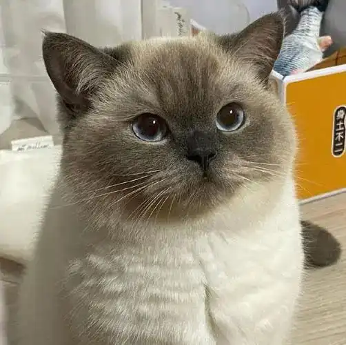养一只一喊就来的猫,幸福感简直爆棚
