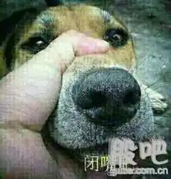 渡空狗上街人人喊打
