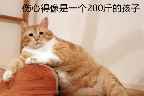 橘猫欲偷吃腊肠,飞檐走壁跃上竹竿后却重重摔下,果然大橘为重
