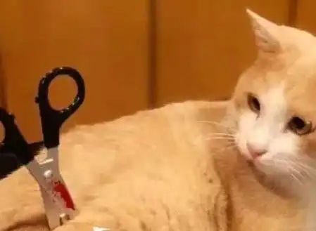 猫咪最怕的5类主人,让它很反感,你在黑名单里吗
