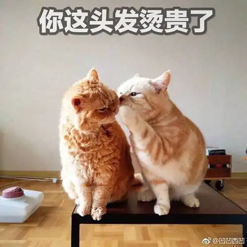 分享一组沙雕表情包
