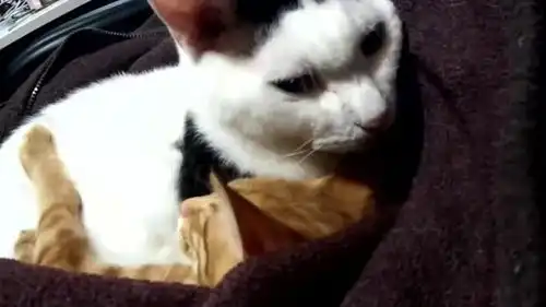 每天睡觉都被橘猫强行抱着睡,奶牛猫表情是这样的
