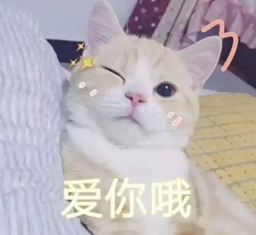 据说养猫之后都会有这5个副作用,养猫越久还越严重
