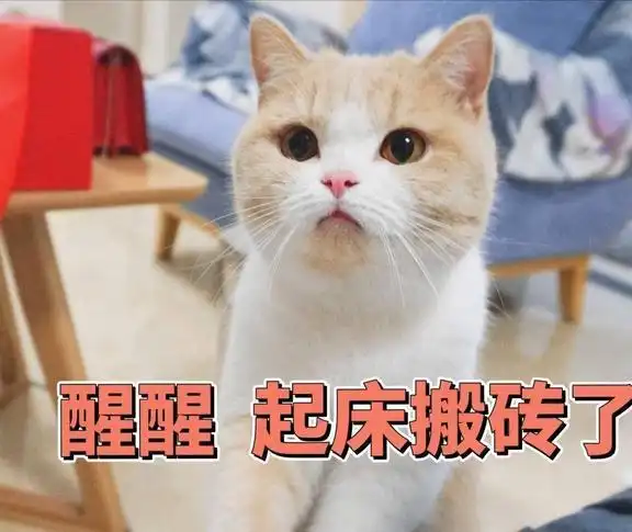 不要将养猫神圣化,坏处真不少,劝你不要盲目入手
