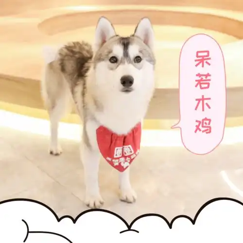 热门榜top的网红狗咖,幕后boss居然是二哈
