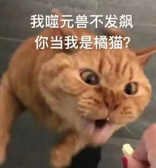 还是那只猫厉害
