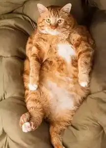 从40斤到12斤,分享一只橘猫的减肥心路历程

