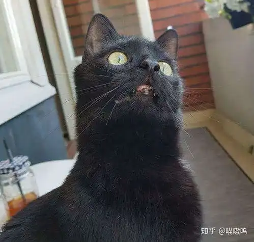 中国有哪些本土的猫咪
