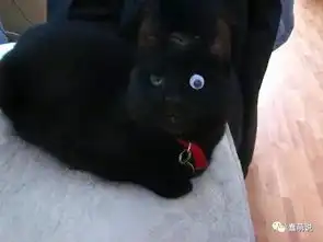 据说它是猫科动物中表情最丰富的那位,大家随意感
