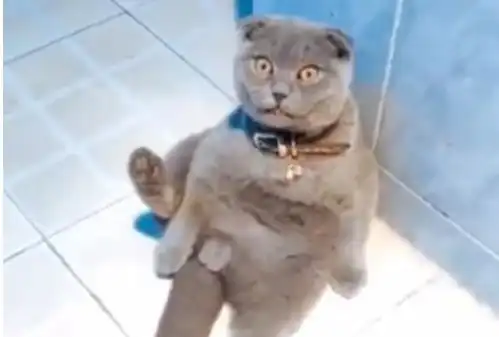 猫咪趁主人不在闻自己,谁料被一个表情出卖了,主人在一旁躲着笑
