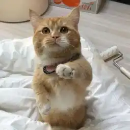 胖橘为了一口吃的放下尊严,卖萌招式无用后,它居然直接明抢了
