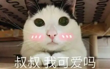 养猫其实没那么容易,千万别再跟风养猫了
