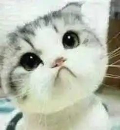 谁有这个猫的其他表情包
