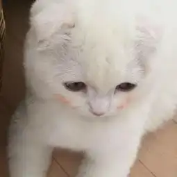 让我们一起来吸猫吧
