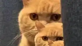 沙雕橘猫
