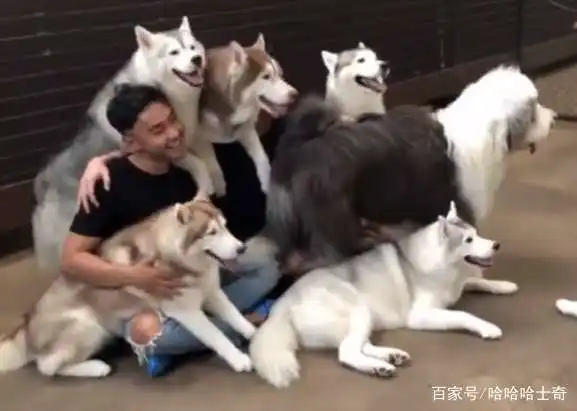 哈士奇在主人店里打工,为了赚钱,二哈还会主动跟顾客合影
