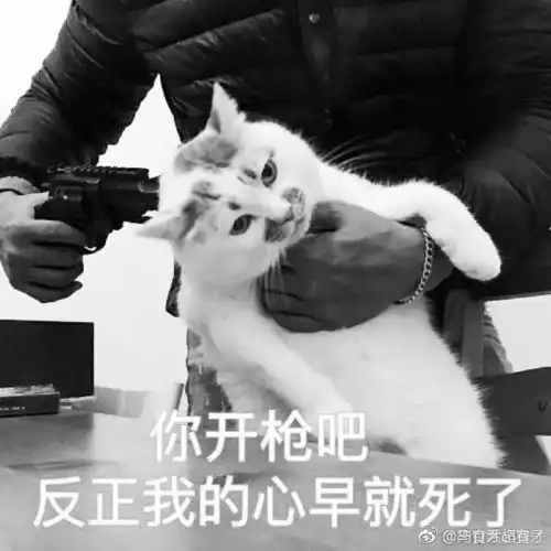 showki你肯定用过它的表情包它叫楼楼今天它永远的离开了我们
