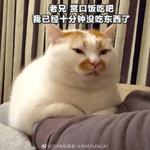 大型橘猫要养嘛
