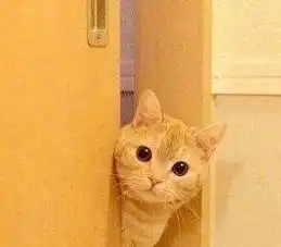 喜欢偷窥主人的橘猫,简直是行走的表情包啊
