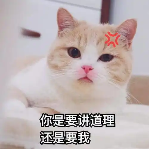 我家猫为什么老是看我上厕所
