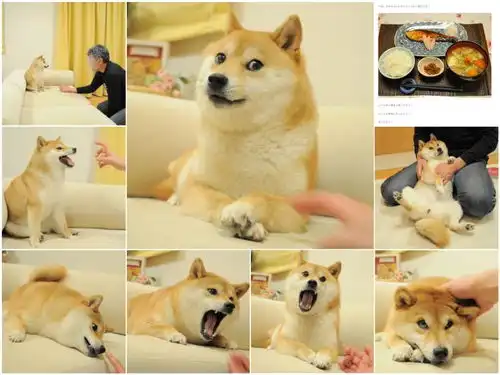 柴犬kabosu去世那些发狗头表情的人,他们在说什么
