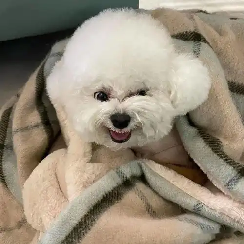 比熊犬背影超像棉花糖结果回头露出真面目直接吓坏网友
