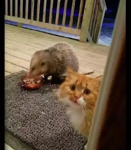 猫咪的饭被一只鼠霸占了,它却向主人寻求帮助铲屎的你管管
