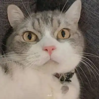 沙雕可爱猫咪头像
