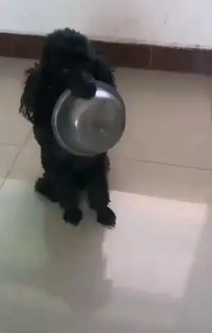 表情主人为训练狗听话,煞费苦心让狗叼盆,最后一只狗狗表情亮了腾讯网表情
