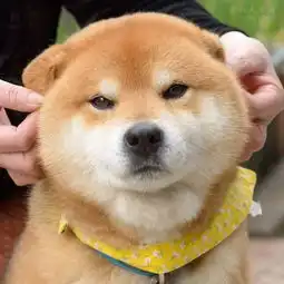 全球知名柴犬cheems别名balltze离世,曾以其独特表情带给人们无尽欢乐
