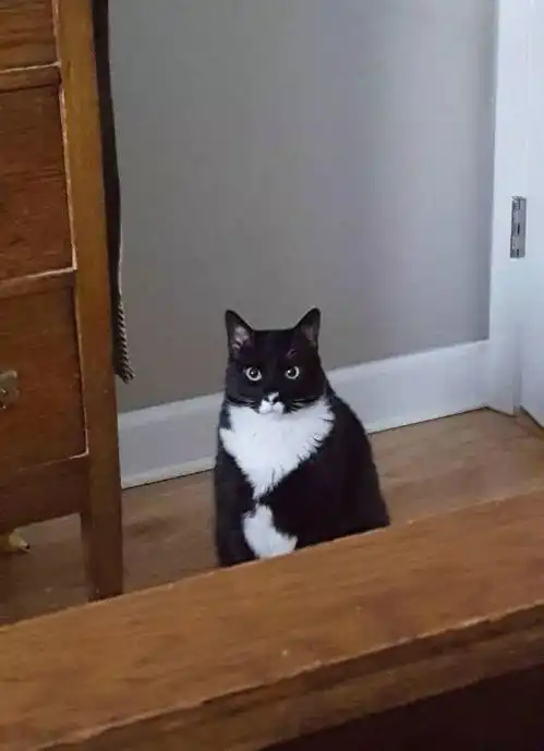 父母养的猫,时时刻刻监视自己,网友表示快崩溃了
