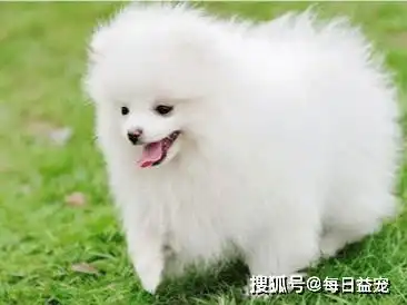 长相俊美的五种狗,看看你的爱犬上榜了吗
