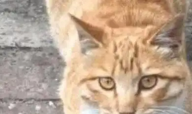 橘猫把老鼠抱在怀里,小表情亮了这个食物好玩,待会再吃
