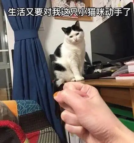 可不可以用猫片猫的表情包来描述你一天的生活
