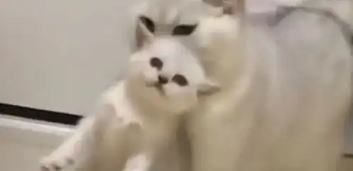 小猫闯祸被猫妈教训,连忙寻求主人帮助,主人情景太熟悉了
