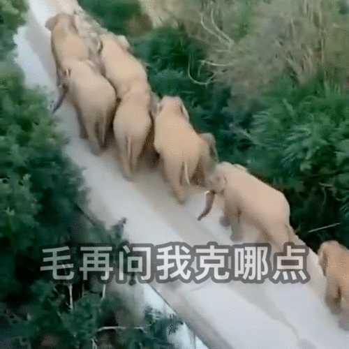 一路上大象们都生产了哪些表情包快来围观
